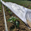 1%-3% UV agricultural cover pp spunbond landscape nonwoven fabric 