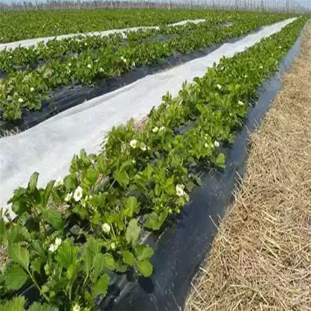 2021 New Product Black /white Color PP Non-woven Fabric for Agriculture Weed Control