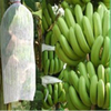 UV Protect Non Woven for Banana Bag Spunbond Fruit Cover Nonwnoven Fabric Roll