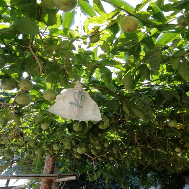 Low price 100% PP nonwoven fabric for agricultural fruit bag cover 