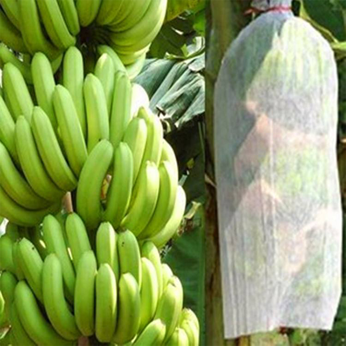 Banana Cover Agricultural 100% PP Spunbond Nonwoven Fabric for Fruit Cover