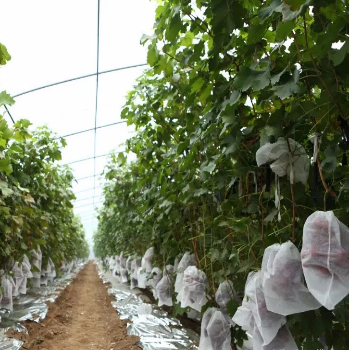 Environmental agriculture protection bags pp spunbond non-woven fabric fruit cover 