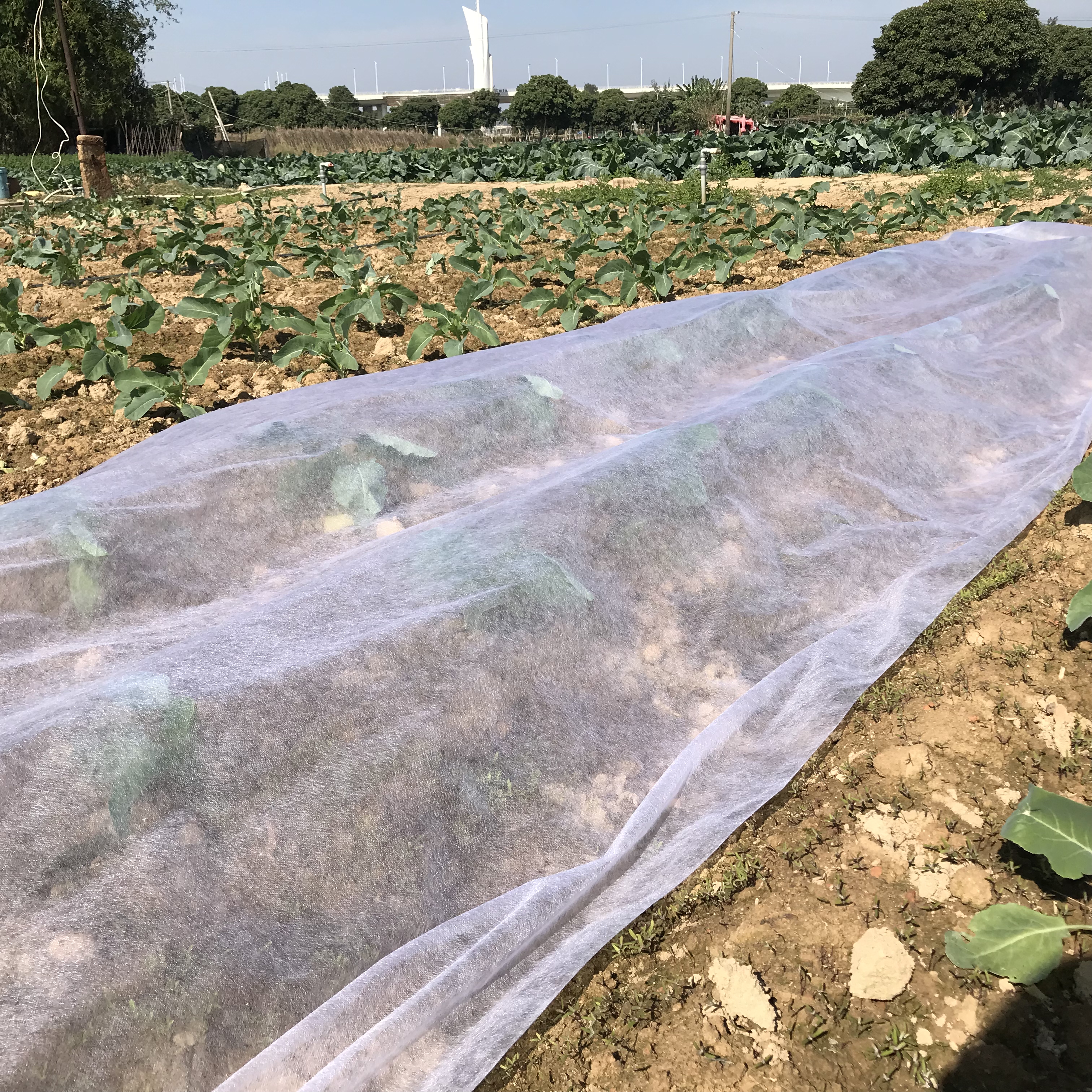 Pp Agricultural Nonwoven Fabric Anti UV Treated Pp Non Woven Crop Row Cover 